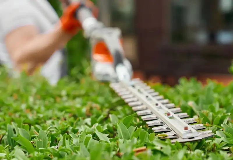 male gardener cutting hedge with an electric hedge cutter