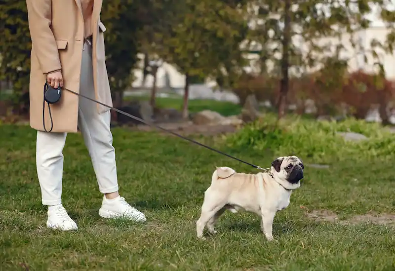 Person walking a dog in a park.