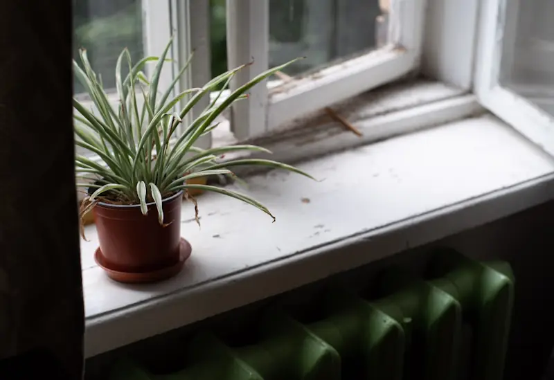 A small potted plant on a windowsill next to an open window above a green radiator